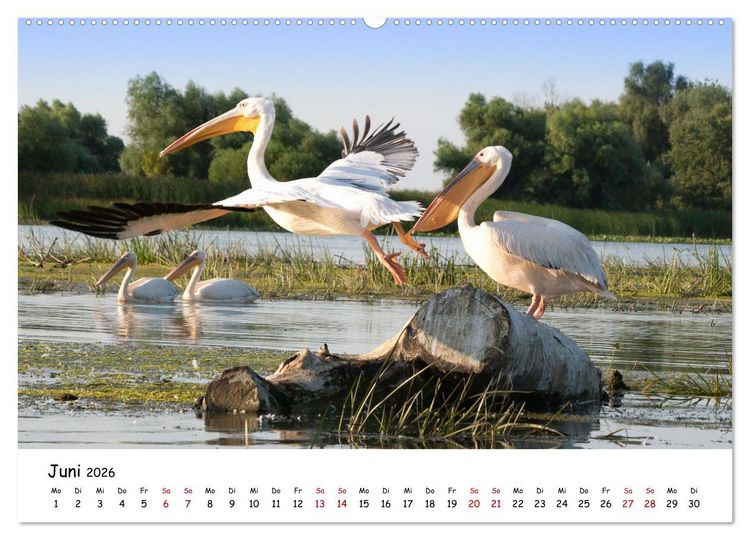 Produktbild: Eine Reise ins magische Donaudelta (Wandkalender 2026 DIN A2 quer), CALVENDO Monatskalender