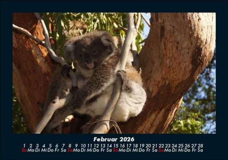 Produktbild: Koala 2026 Fotokalender DIN A5