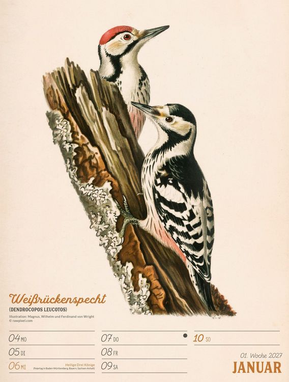 Produktbild: Wunderbare Vogelwelt Wochenplaner Kalender 2027