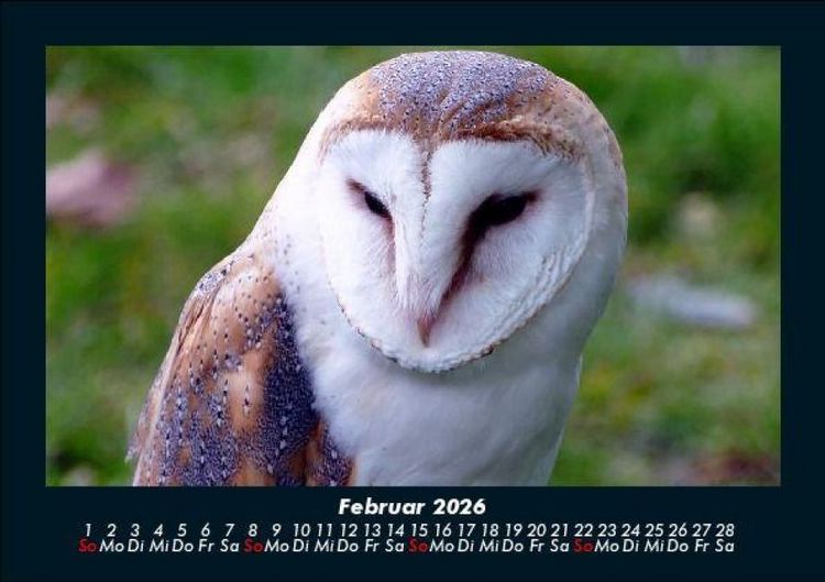 Produktbild: Welt der V&ouml;gel 2026 Fotokalender DIN A5