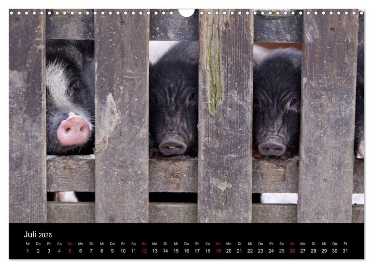Produktbild: Schweinereien (Wandkalender 2026 DIN A3 quer), CALVENDO Monatskalender
