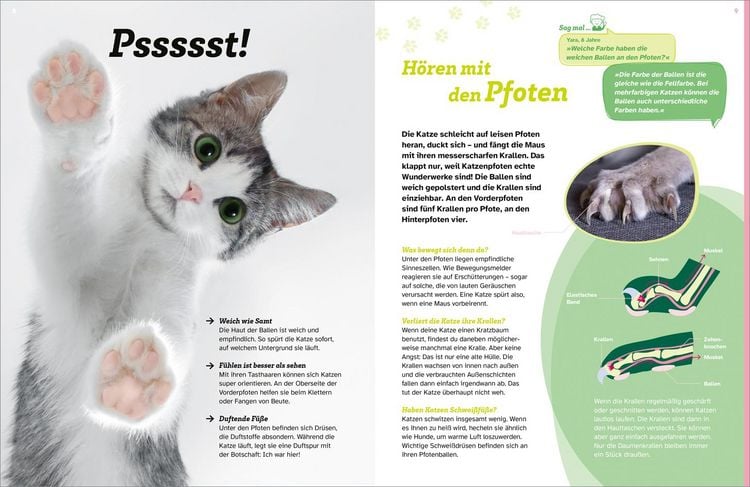 Produktbild: WAS IST WAS Katzen. Eigenwillige Schnurrer