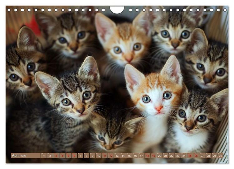 Produktbild: Kuschelblicke (Wandkalender 2026 DIN A4 quer), CALVENDO Monatskalender