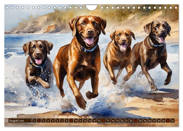 Produktbild: Voller Kraft und Energie - Labrador-Retriever (Wandkalender 2026 DIN A4 quer), CALVENDO Monatskalender