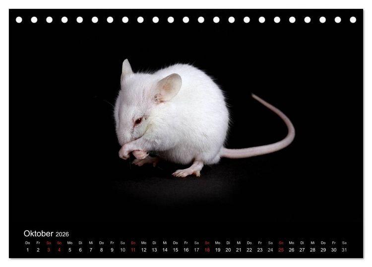 Produktbild: S&uuml;&szlig;e M&auml;use und Coole Ratten (Tischkalender 2026 DIN A5 quer), CALVENDO Monatskalender