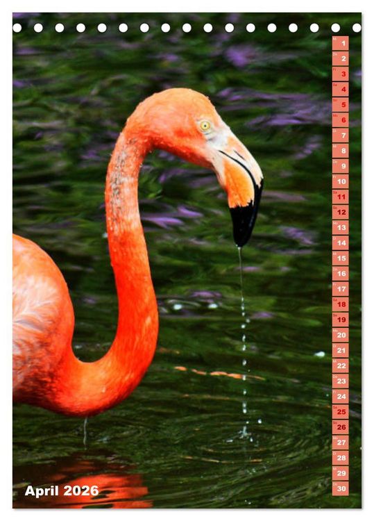 Produktbild: Rosarote Flamingo (Tischkalender 2026 DIN A5 hoch), CALVENDO Monatskalender