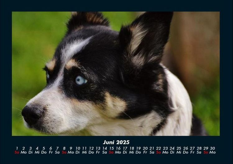 Produktbild: Hundezauber 2025 Fotokalender DIN A4