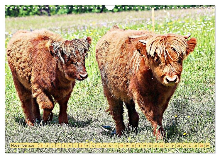 Produktbild: Highland Cattle, die Hochlandrinder aus Pfeffingen (Wandkalender 2026 DIN A3 quer), CALVENDO Monatskalender