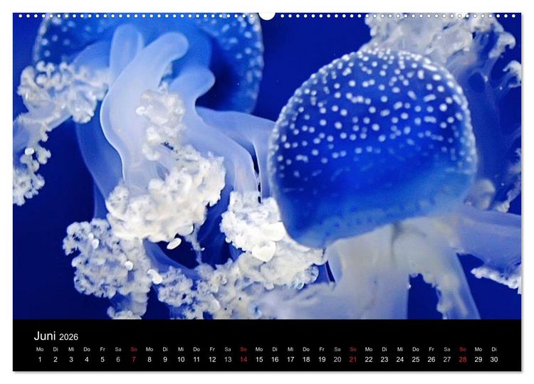 Produktbild: Quallen &bull; &Auml;therische Wunderwesen (hochwertiger Premium Wandkalender 2026 DIN A2 quer), Kunstdruck in Hochglanz