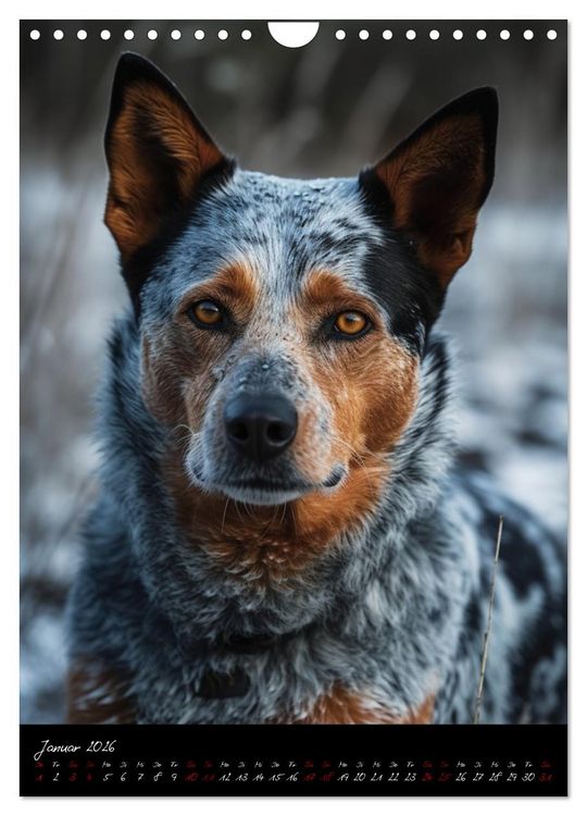 Produktbild: Australian Cattle Dogs (Wandkalender 2026 DIN A4 hoch), CALVENDO Monatskalender