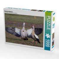 Produktbild: CALVENDO Puzzle Balzende Nilg&auml;nse 1000 Teile Lege-Gr&ouml;&szlig;e 64 x 48 cm Foto-Puzzle Bild von Wilfried Martin