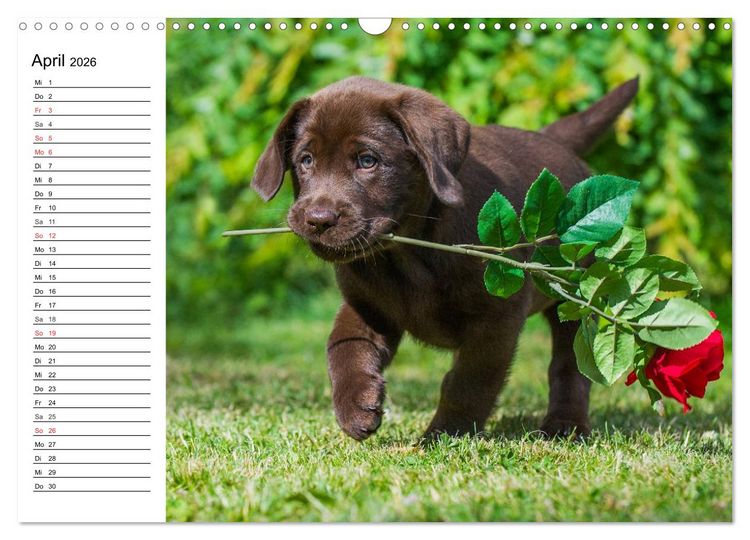 Produktbild: Labrador Retriever - Freunde f&uuml;r&acute;s Leben (Wandkalender 2026 DIN A3 quer), CALVENDO Monatskalender