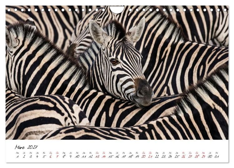 Produktbild: Better Together - Herdenmomente (Wandkalender 2027 DIN A4 quer), CALVENDO Monatskalender