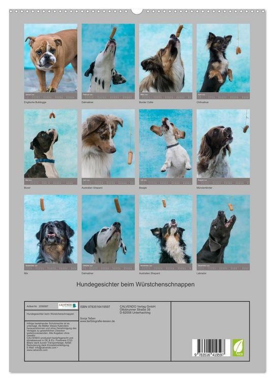 Produktbild: Hundegesichter beim W&uuml;rstchenschnappen (hochwertiger Premium Wandkalender 2026 DIN A2 hoch), Kunstdruck in Hochglanz