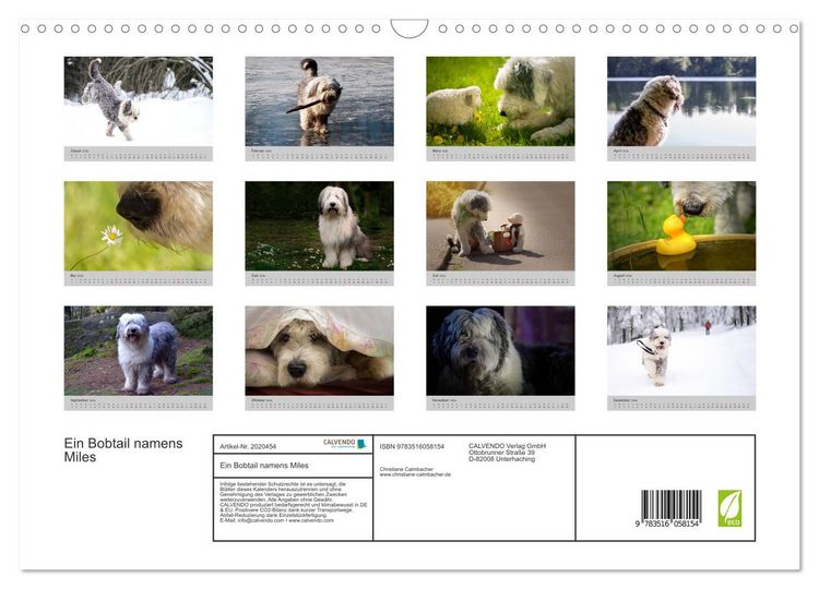 Produktbild: Ein Bobtail namens Miles (Wandkalender 2026 DIN A3 quer), CALVENDO Monatskalender