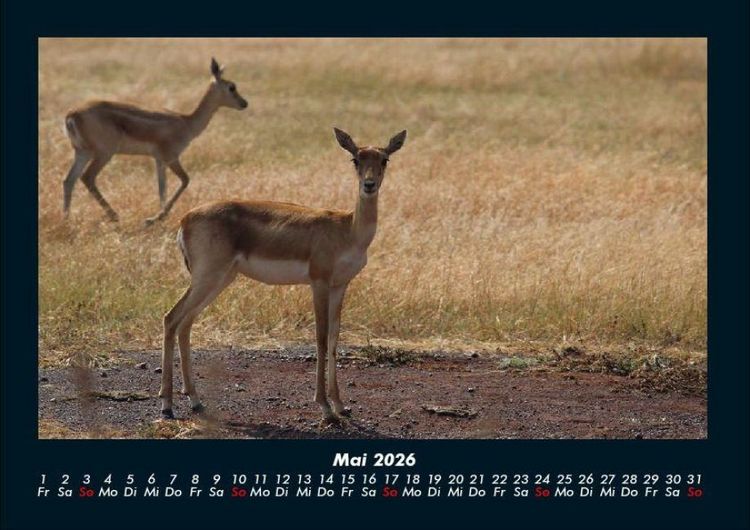 Produktbild: Waldbewohner 2026 Fotokalender DIN A4