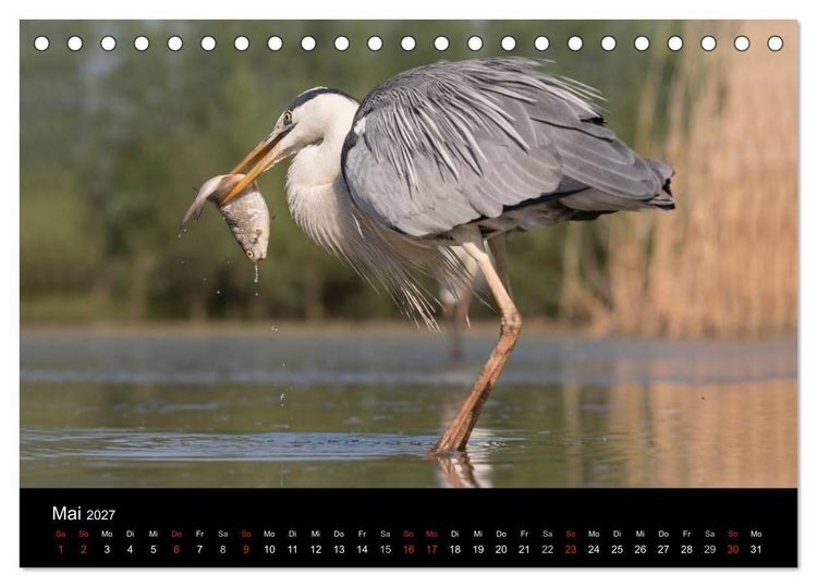 Produktbild: Reiher - Der Tanz auf dem Wasser (Tischkalender 2027 DIN A5 quer), CALVENDO Monatskalender