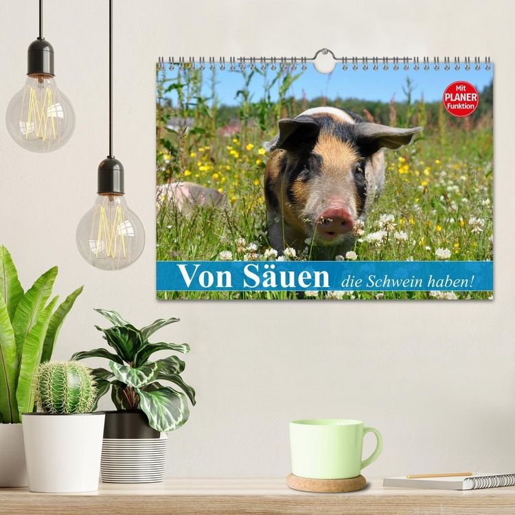 Produktbild: Von S&auml;uen die Schwein haben! (Wandkalender 2026 DIN A4 quer), CALVENDO Monatskalender