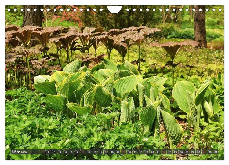 Produktbild: Hosta Staude mit Herz (Wandkalender 2026 DIN A4 quer), CALVENDO Monatskalender