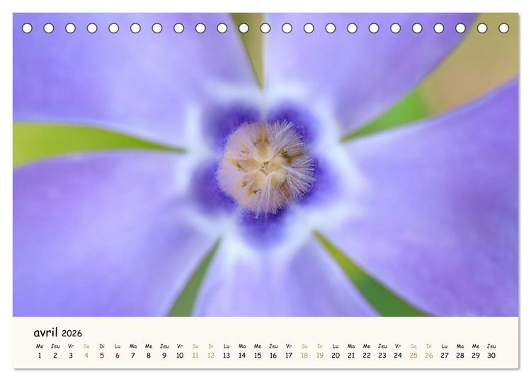 Produktbild: Au c&oelig;ur des fleurs (Calendrier de bureau 2026 DIN A5 vertical), CALVENDO calendrier mensuel