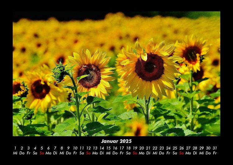 Produktbild: Blumentr&auml;ume 2025 Fotokalender DIN A3