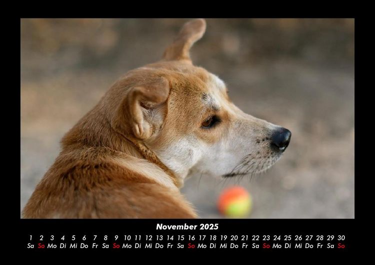 Produktbild: Hundezauber 2025 Fotokalender DIN A3