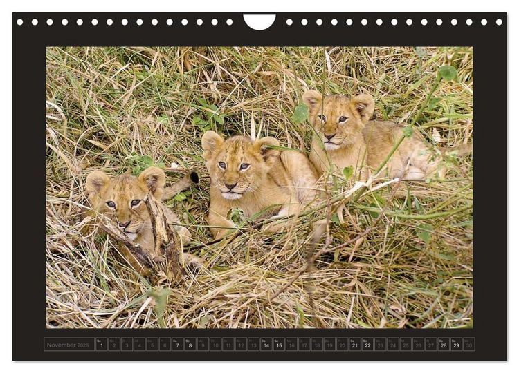 Produktbild: Kenia (Wandkalender 2026 DIN A4 quer), CALVENDO Monatskalender