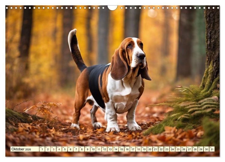 Produktbild: Basset Hound - unverkennbar (Wandkalender 2026 DIN A3 quer), CALVENDO Monatskalender