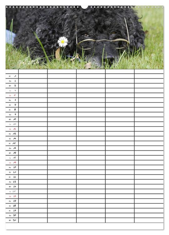 Produktbild: Der Pudel-Familienplaner (Wandkalender 2026 DIN A2 hoch), CALVENDO Monatskalender