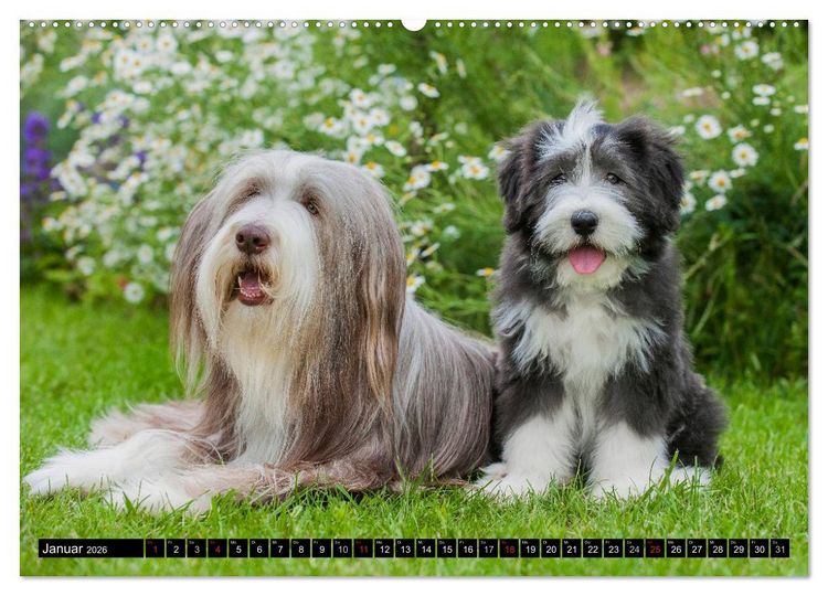 Produktbild: Liebenswerter Clown Bearded Collie (Wandkalender 2026 DIN A2 quer), CALVENDO Monatskalender