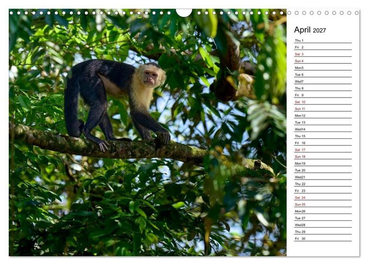 Produktbild: Feel the Wild &ndash; Costa Rica (Wall Calendar 2027 DIN A3 landscape), CALVENDO 12 Month Wall Calendar