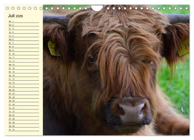 Produktbild: Schottische Hochlandrinder. Freundlich, sch&ouml;n und robust (Wandkalender 2026 DIN A4 quer), CALVENDO Monatskalender