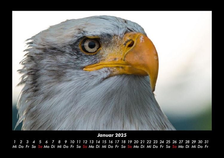 Produktbild: Adler 2025 Fotokalender DIN A3