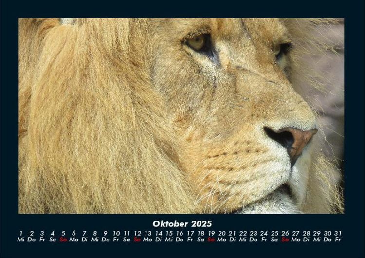 Produktbild: Tierkalender 2025 Fotokalender DIN A4