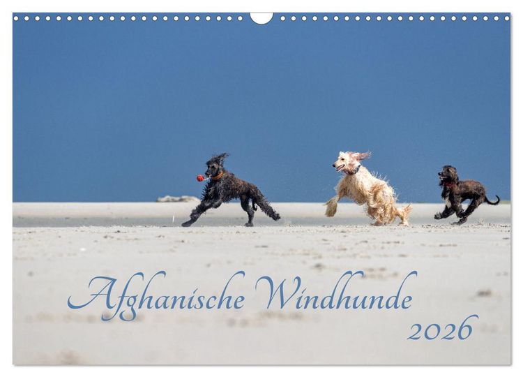Produktbild: AFGHANISCHE WINDHUNDE 2026 (Wandkalender 2026 DIN A3 quer), CALVENDO Monatskalender