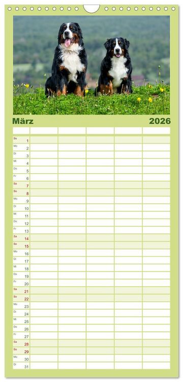 Produktbild: Familienplaner 2026 - Berner Sennenhunde - Traumhunde mit Charme mit 5 Spalten (Wandkalender, 21 x 45 cm) CALVENDO