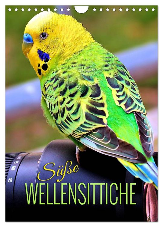 Produktbild: S&uuml;&szlig;e Wellensittiche (Wandkalender 2026 DIN A4 hoch), CALVENDO Monatskalender