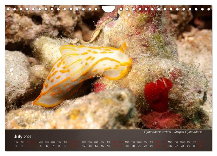 Produktbild: Nudibranchs on the ocean floor (Wall Calendar 2027 DIN A4 landscape), CALVENDO 12 Month Wall Calendar
