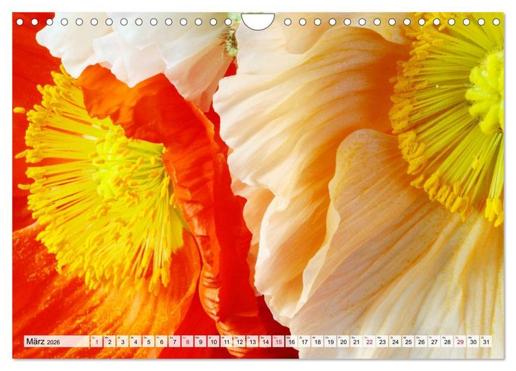 Produktbild: Prachtvolle Mohnbl&uuml;ten (Wandkalender 2026 DIN A4 quer), CALVENDO Monatskalender