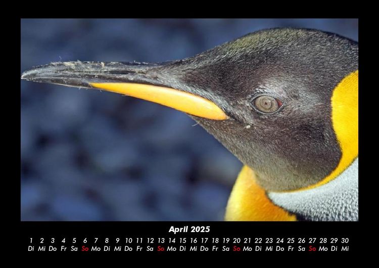 Produktbild: Pinguine & Eisb&auml;ren 2025 Fotokalender DIN A3