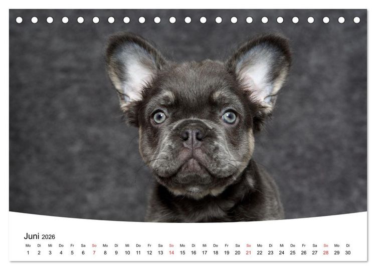 Produktbild: Bullys - Franz&ouml;sische Bulldoggen 2026 (Tischkalender 2026 DIN A5 quer), CALVENDO Monatskalender