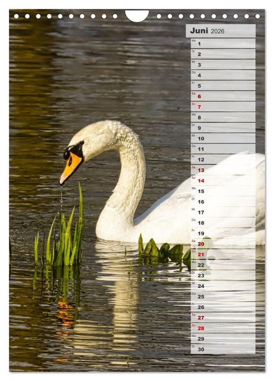 Produktbild: Stolze Schw&auml;ne (Wandkalender 2026 DIN A4 hoch), CALVENDO Monatskalender