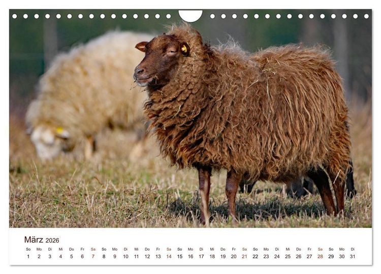 Produktbild: Sch&ouml;ne Schafe (Wandkalender 2026 DIN A4 quer), CALVENDO Monatskalender