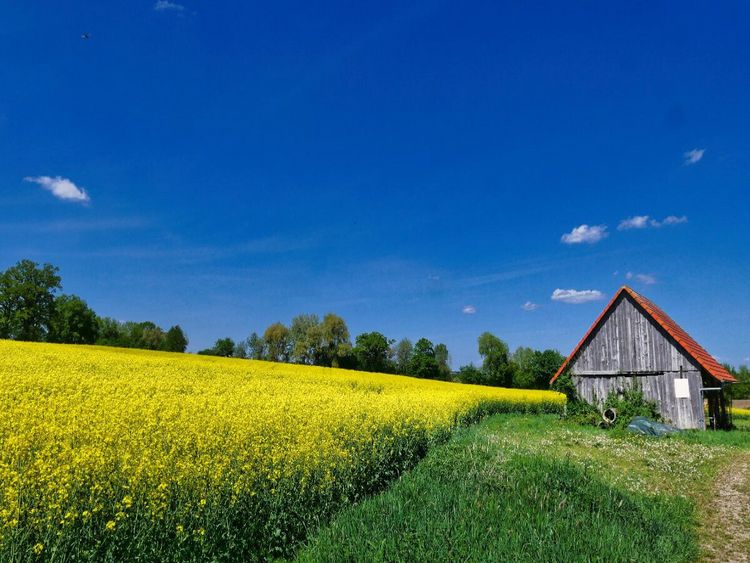 Produktbild: CALVENDO Puzzle Scheune mit Rapsfeld | 1000 Teile Lege-Gr&ouml;&szlig;e 64x48cm Foto-Puzzle f&uuml;r gl&uuml;ckliche Stunden