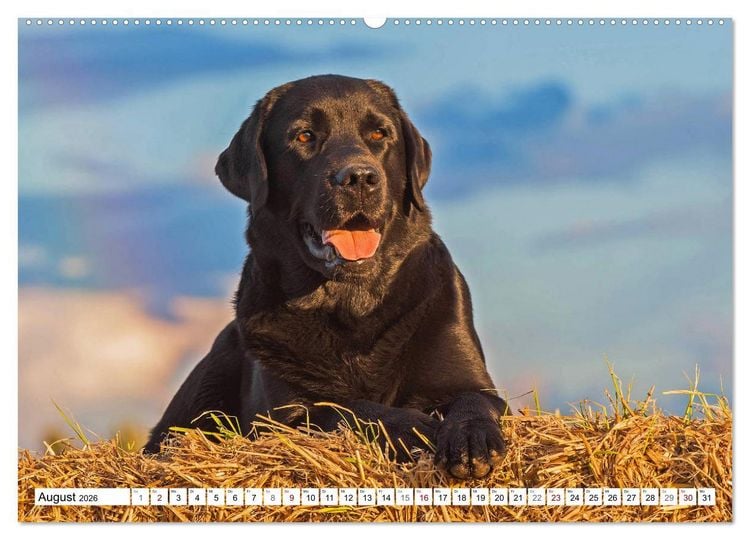 Produktbild: Freund auf 4 Pfoten - Labrador Retriever (Wandkalender 2026 DIN A2 quer), CALVENDO Monatskalender