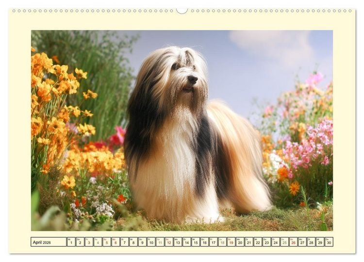 Produktbild: Lhasa Apso Charme. Die kleinen H&uuml;ter des Gl&uuml;cks (hochwertiger Premium Wandkalender 2026 DIN A2 quer), Kunstdruck in Hochglanz