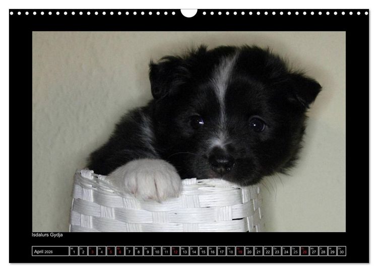 Produktbild: Islandhund - Welpen / CH-Version (Wandkalender 2026 DIN A3 quer), CALVENDO Monatskalender