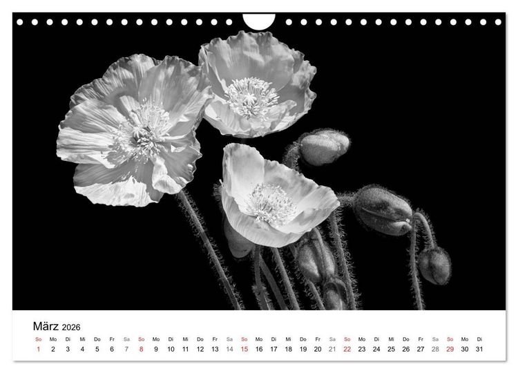 Produktbild: Blumen 2026, Schwarz-Wei&szlig; (Wandkalender 2026 DIN A4 quer), CALVENDO Monatskalender