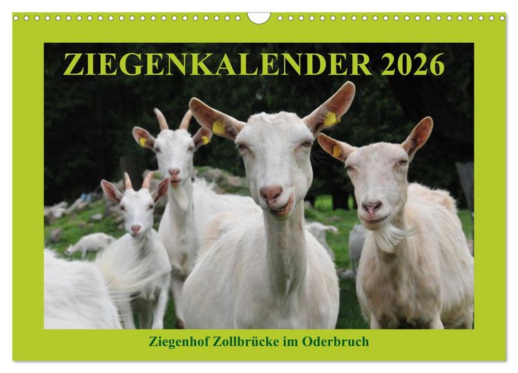 Produktbild: Ziegenkalender 2026 (Wandkalender 2026 DIN A3 quer), CALVENDO Monatskalender