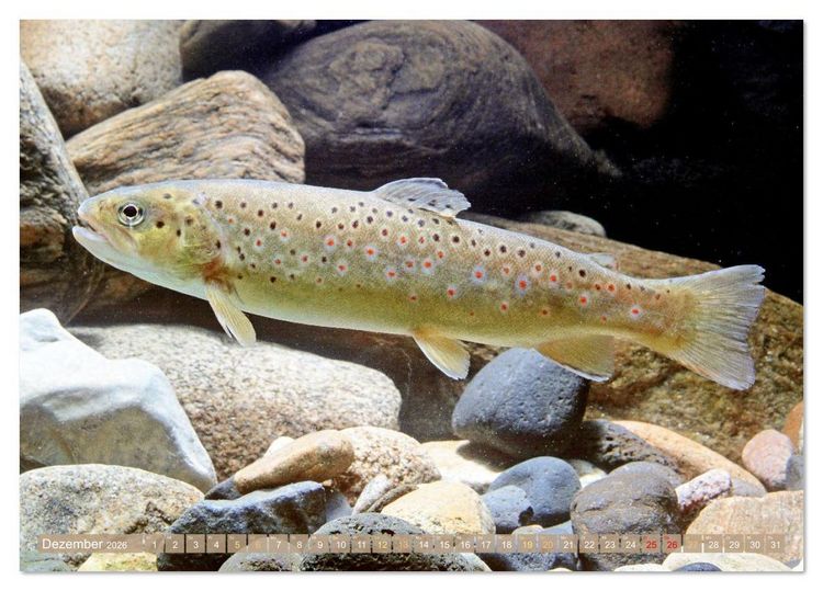 Produktbild: Forelle, Hecht und St&ouml;r: Fische in europ&auml;ischen Gew&auml;ssern (Tischkalender 2026 DIN A5 quer), CALVENDO Monatskalender